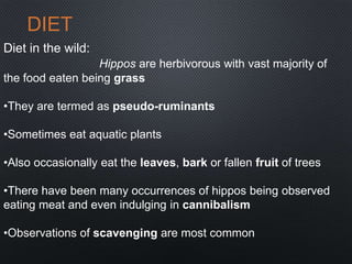 DIET
Diet in the wild:
Hippos are herbivorous with vast majority of
the food eaten being grass
•They are termed as pseudo-ruminants
•Sometimes eat aquatic plants
•Also occasionally eat the leaves, bark or fallen fruit of trees
•There have been many occurrences of hippos being observed
eating meat and even indulging in cannibalism
•Observations of scavenging are most common
 