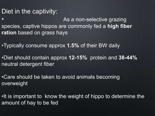 Diet in the captivity:
• As a non-selective grazing
species, captive hippos are commonly fed a high fiber
ration based on grass hays
•Typically consume approx 1.5% of their BW daily
•Diet should contain approx 12-15% protein and 38-44%
neutral detergent fiber
•Care should be taken to avoid animals becoming
overweight
•It is important to know the weight of hippo to determine the
amount of hay to be fed
 