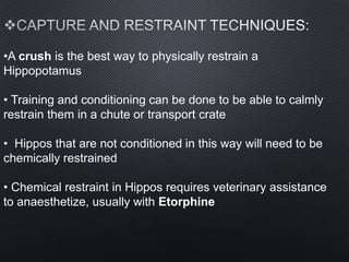 •A crush is the best way to physically restrain a
Hippopotamus
• Training and conditioning can be done to be able to calmly
restrain them in a chute or transport crate
• Hippos that are not conditioned in this way will need to be
chemically restrained
• Chemical restraint in Hippos requires veterinary assistance
to anaesthetize, usually with Etorphine
 