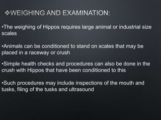 •The weighing of Hippos requires large animal or industrial size
scales
•Animals can be conditioned to stand on scales that may be
placed in a raceway or crush
•Simple health checks and procedures can also be done in the
crush with Hippos that have been conditioned to this
•Such procedures may include inspections of the mouth and
tusks, filing of the tusks and ultrasound
 