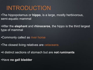 INTRODUCTION
•The hippopotamus or hippo, is a large, mostly herbivorous,
semi-aquatic mammal
•After the elephant and rhinoceros, the hippo is the third largest
type of mammal
•Commonly called as river horse
•The closest living relatives are cetaceans
•4 distinct sections of stomach but are not ruminants
•Have no gall bladder
 