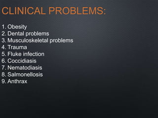 CLINICAL PROBLEMS:
1. Obesity
2. Dental problems
3. Musculoskeletal problems
4. Trauma
5. Fluke infection
6. Coccidiasis
7. Nematodiasis
8. Salmonellosis
9. Anthrax
 
