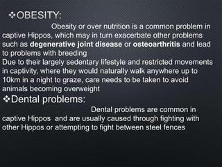 Obesity or over nutrition is a common problem in
captive Hippos, which may in turn exacerbate other problems
such as degenerative joint disease or osteoarthritis and lead
to problems with breeding
Due to their largely sedentary lifestyle and restricted movements
in captivity, where they would naturally walk anywhere up to
10km in a night to graze, care needs to be taken to avoid
animals becoming overweight
Dental problems:
Dental problems are common in
captive Hippos and are usually caused through fighting with
other Hippos or attempting to fight between steel fences
 