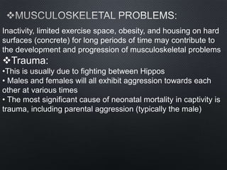 Inactivity, limited exercise space, obesity, and housing on hard
surfaces (concrete) for long periods of time may contribute to
the development and progression of musculoskeletal problems
Trauma:
•This is usually due to fighting between Hippos
• Males and females will all exhibit aggression towards each
other at various times
• The most significant cause of neonatal mortality in captivity is
trauma, including parental aggression (typically the male)
 