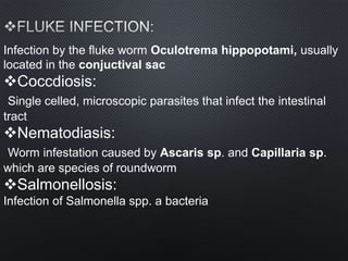 Infection by the fluke worm Oculotrema hippopotami, usually
located in the conjuctival sac
Coccdiosis:
Single celled, microscopic parasites that infect the intestinal
tract
Nematodiasis:
Worm infestation caused by Ascaris sp. and Capillaria sp.
which are species of roundworm
Salmonellosis:
Infection of Salmonella spp. a bacteria
 