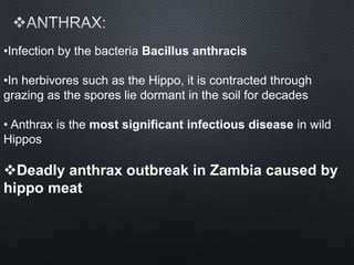 •Infection by the bacteria Bacillus anthracis
•In herbivores such as the Hippo, it is contracted through
grazing as the spores lie dormant in the soil for decades
• Anthrax is the most significant infectious disease in wild
Hippos
Deadly anthrax outbreak in Zambia caused by
hippo meat
 
