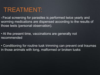 TREATMENT:
• Fecal screening for parasites is performed twice yearly and
worming medications are dispensed according to the results of
those tests (personal observation).
• At the present time, vaccinations are generally not
recommended
• Conditioning for routine tusk trimming can prevent oral traumas
in those animals with long, malformed or broken tusks
 