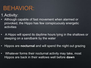 BEHAVIOR:
1.Activity:
• Although capable of fast movement when alarmed or
provoked, the Hippo has few conspicuously energetic
activities
• A Hippo will spend its daytime hours lying in the shallows or
sleeping on a sandbank by the water
• Hippos are nocturnal and will spend the night out grazing
• Whatever forms their nocturnal activity may take, most
Hippos are back in their wallows well before dawn
 