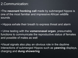 2.Communication:
•The resonant honking call made by submerged hippos is
one of the most familiar and impressive African wildlife
sounds
• Hippos exhale their breath to express threat and alarm
• Urine testing with the vomeronasal organ, presumably
functions to communicate the reproductive status of females
and possible of males as well
•Visual signals also play an obvious role in the daytime
interactions of submerged Hippos such as yawning displays,
charging and dung showering
 