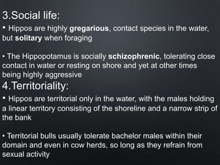 3.Social life:
• Hippos are highly gregarious, contact species in the water,
but solitary when foraging
• The Hippopotamus is socially schizophrenic, tolerating close
contact in water or resting on shore and yet at other times
being highly aggressive
4.Territoriality:
• Hippos are territorial only in the water, with the males holding
a linear territory consisting of the shoreline and a narrow strip of
the bank
• Territorial bulls usually tolerate bachelor males within their
domain and even in cow herds, so long as they refrain from
sexual activity
 