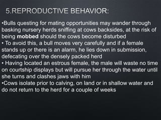 •Bulls questing for mating opportunities may wander through
basking nursery herds sniffing at cows backsides, at the risk of
being mobbed should the cows become disturbed
• To avoid this, a bull moves very carefully and if a female
stands up or there is an alarm, he lies down in submission,
defecating over the densely packed herd
• Having located an estrous female, the male will waste no time
on courtship displays but will pursue her through the water until
she turns and clashes jaws with him
•Cows isolate prior to calving, on land or in shallow water and
do not return to the herd for a couple of weeks
 