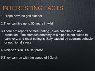 INTERESTING FACTS:
1. Hippo have no gall bladder
2.They can live up to 50 years in wild
3.There are reports of meat-eating , even cannibalism and
predation . The stomach anatomy of a hippo is not suited to
carnivory, and meat eating is likely caused by aberrant behavior
or nutritional stress
4.A hippo’s skin is bullet proof
5.They can run with the speed of 30km/h
 