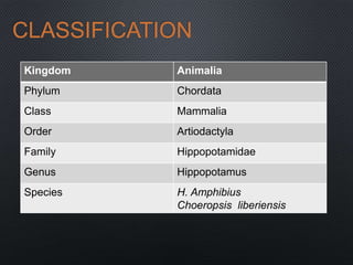 CLASSIFICATION
Kingdom Animalia
Phylum Chordata
Class Mammalia
Order Artiodactyla
Family Hippopotamidae
Genus Hippopotamus
Species H. Amphibius
Choeropsis liberiensis
 