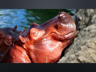 Hippopotamus