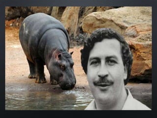 Hippopotamus