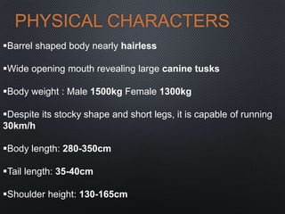 PHYSICAL CHARACTERS
Barrel shaped body nearly hairless
Wide opening mouth revealing large canine tusks
Body weight : Male 1500kg Female 1300kg
Despite its stocky shape and short legs, it is capable of running
30km/h
Body length: 280-350cm
Tail length: 35-40cm
Shoulder height: 130-165cm
 
