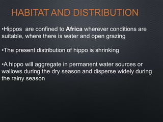 HABITAT AND DISTRIBUTION
•Hippos are confined to Africa wherever conditions are
suitable, where there is water and open grazing
•The present distribution of hippo is shrinking
•A hippo will aggregate in permanent water sources or
wallows during the dry season and disperse widely during
the rainy season
 