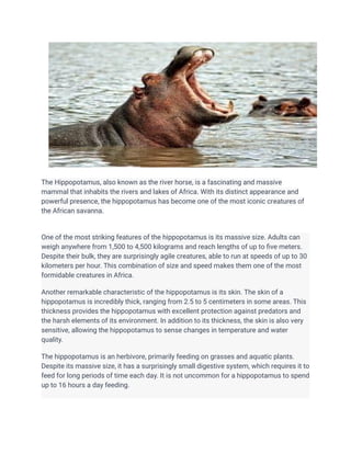 The Hippopotamus, also known as the river horse, is a fascinating and massive
mammal that inhabits the rivers and lakes of Africa. With its distinct appearance and
powerful presence, the hippopotamus has become one of the most iconic creatures of
the African savanna.
One of the most striking features of the hippopotamus is its massive size. Adults can
weigh anywhere from 1,500 to 4,500 kilograms and reach lengths of up to five meters.
Despite their bulk, they are surprisingly agile creatures, able to run at speeds of up to 30
kilometers per hour. This combination of size and speed makes them one of the most
formidable creatures in Africa.
Another remarkable characteristic of the hippopotamus is its skin. The skin of a
hippopotamus is incredibly thick, ranging from 2.5 to 5 centimeters in some areas. This
thickness provides the hippopotamus with excellent protection against predators and
the harsh elements of its environment. In addition to its thickness, the skin is also very
sensitive, allowing the hippopotamus to sense changes in temperature and water
quality.
The hippopotamus is an herbivore, primarily feeding on grasses and aquatic plants.
Despite its massive size, it has a surprisingly small digestive system, which requires it to
feed for long periods of time each day. It is not uncommon for a hippopotamus to spend
up to 16 hours a day feeding.
 
