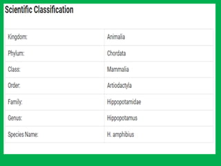 Hippopotamus Facts.pptx