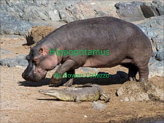Hippopotamus By Rowan Collazzo 