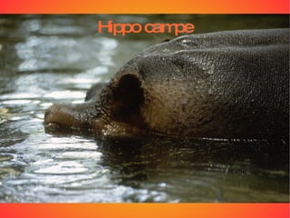Hippo campe 