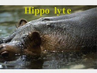 Hippo lyte 