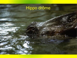 Hippo drôme 