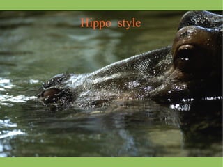 Hippo style 