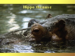 Hippo thénuse 