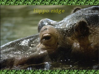 Hippo ridge 