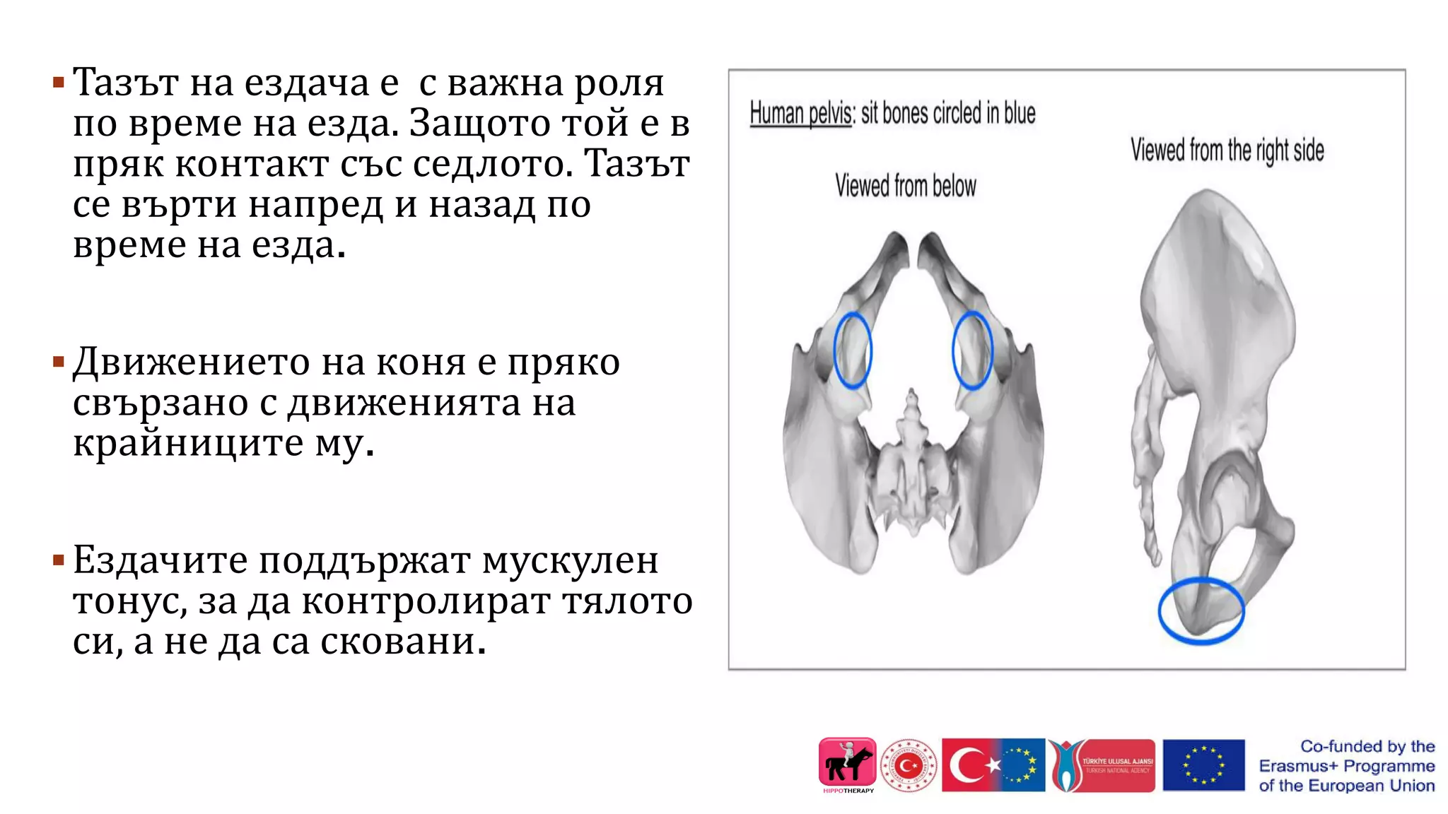 http://orsonwajih-physiotherapy.com/the-riders-pelvis/
Тазът на ездача е с важна роля
по време на езда. Защото той е в
пряк контакт със седлото. Тазът
се върти напред и назад по
време на езда.
Движението на коня е пряко
свързано с движенията на
крайниците му.
Ездачите поддържат мускулен
тонус, за да контролират тялото
си, а не да са сковани.
 