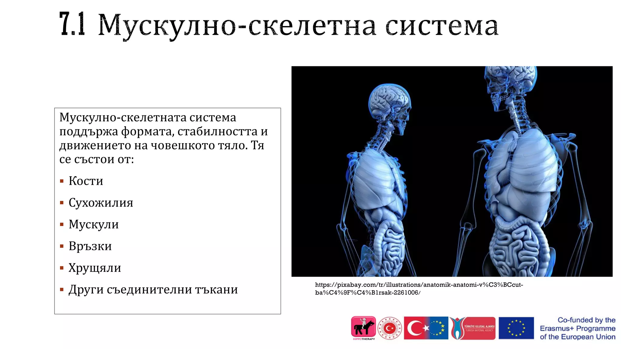 Мускулно-скелетната система
поддържа формата, стабилността и
движението на човешкото тяло. Тя
се състои от:
 Кости
 Сухожилия
 Мускули
 Връзки
 Хрущяли
 Други съединителни тъкани
https://pixabay.com/tr/illustrations/anatomik-anatomi-v%C3%BCcut-
ba%C4%9F%C4%B1rsak-2261006/
 