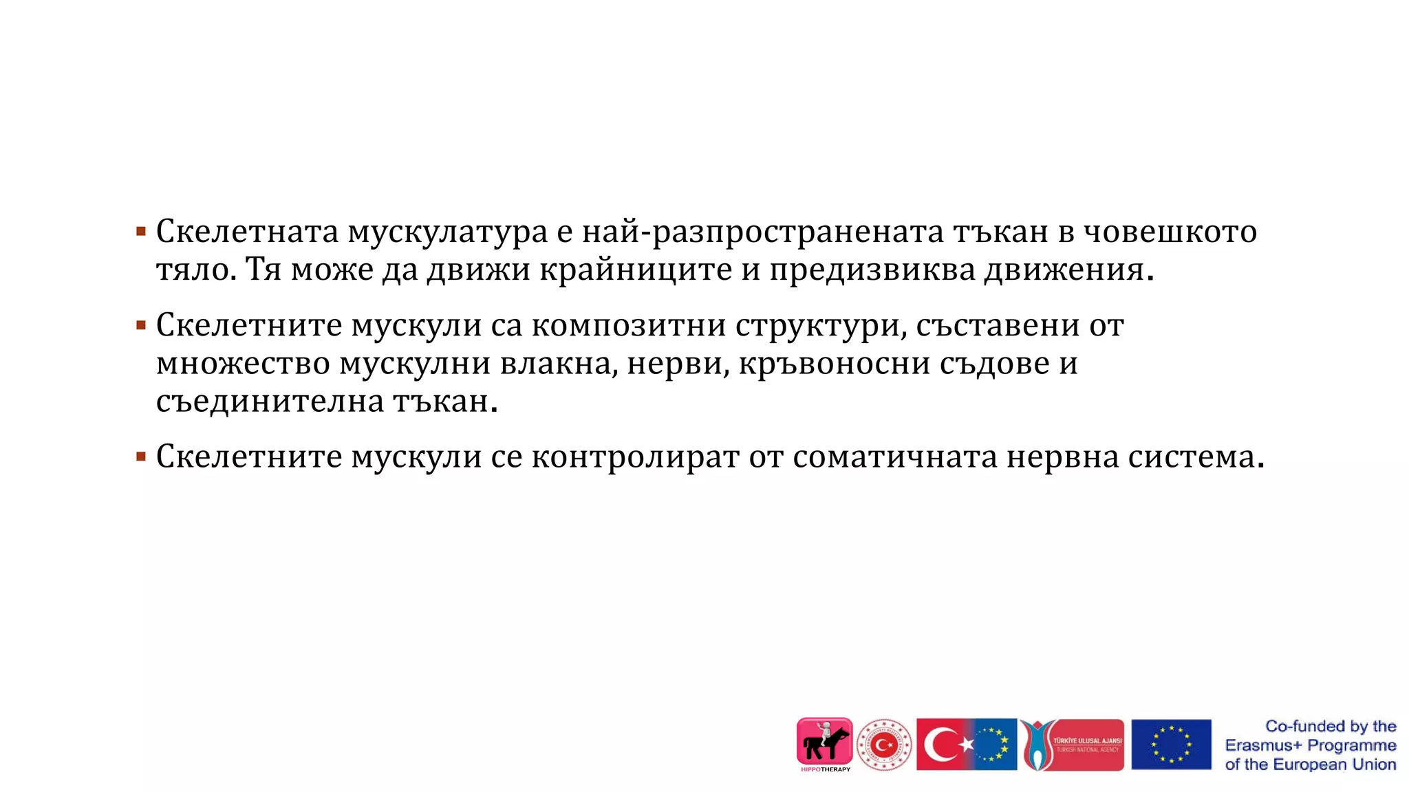  Скелетната мускулатура е най-разпространената тъкан в човешкото
тяло. Тя може да движи крайниците и предизвиква движения.
 Скелетните мускули са композитни структури, съставени от
множество мускулни влакна, нерви, кръвоносни съдове и
съединителна тъкан.
 Скелетните мускули се контролират от соматичната нервна система.
 