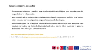 Somatosensoriyel sistemler
• Somatosensoriyel sistem, yüzeydeki veya vücudun içindeki değişikliklere yanıt veren karmaşık bir
duyusal nöron ve yol sistemidir.
• Aynı zamanda, vücut pozisyonu hakkında beyne bilgi ileterek, uygun motor tepkisini veya hareketi
aktive etmesine izin vererek postüral dengenin korunmasında da rol oynar.
• Mekanoreseptörler, kas iğciklerinde bulunan spesifik duyusal reseptörlerdir. Sinir sistemine kasın
uzunluğu ve kasılma hızı hakkında bilgi sağlarlar, böylece bireyin eklem hareketini ve pozisyon
hissini ayırt etme yeteneğine katkıda bulunurlar.
https://www.physio-pedia.com/The_Postural_Control_System
Shaffer SW, Harrison AL, Aging of the somatosensory system: a translational perspective. Phys Ther. 2007; 87 (2):193-207
 