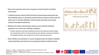 • Kaba motor gelişimin nihai amacı, bağımsız ve istemli (kasıtlı) hareketler
kazanmaktır.
• Gebelik sırasında,bebeği belirli becerilerin kazanılmasına hazırlamak için
ilkel refleksler gelişir ve doğumdan sonraki birkaç ay boyunca devam eder. Bu
beyin sapı ve omurilik refleksleri, belirli duyusal uyaranlara yanıt olarak
üretilen stereotipik hareketlerdir.
• Merkezi sinir sistemi olgunlaştıkça,bebeğin amaca yönelik hareketler
yapmasına izin vermek için refleksler engellenir.
• Örneğin, asimetrik tonik boyun reflekslerinin devam ettiği dönemde, bebek arkadan
öne yuvarlanamaz, ellerini orta hatta getiremez veya nesnelere uzanamaz. Bu refleks, 4
ila 6 aylıkken kaybolur, aynı zamanda bu beceriler ortaya çıkmaya başlar.
• Moro refleksi, baş kontrolünü ve oturma dengesini bozar. Bu refleks 6 aylıkken
azalıp kaybolduğu için bebek oturur pozisyonda ilerleyici stabilite kazanır.
Gerber, R. J., Wilks, T., & Erdie-Lalena, C. (2010). Developmental milestones: motor
development. Pediatrics in Review, 31(7), 267-277.
Scharf, R. J., Scharf, G. J., & Stroustrup, A. (2016). Developmental Milestones. Pediatrics in review,
37(1), 25-37.
 