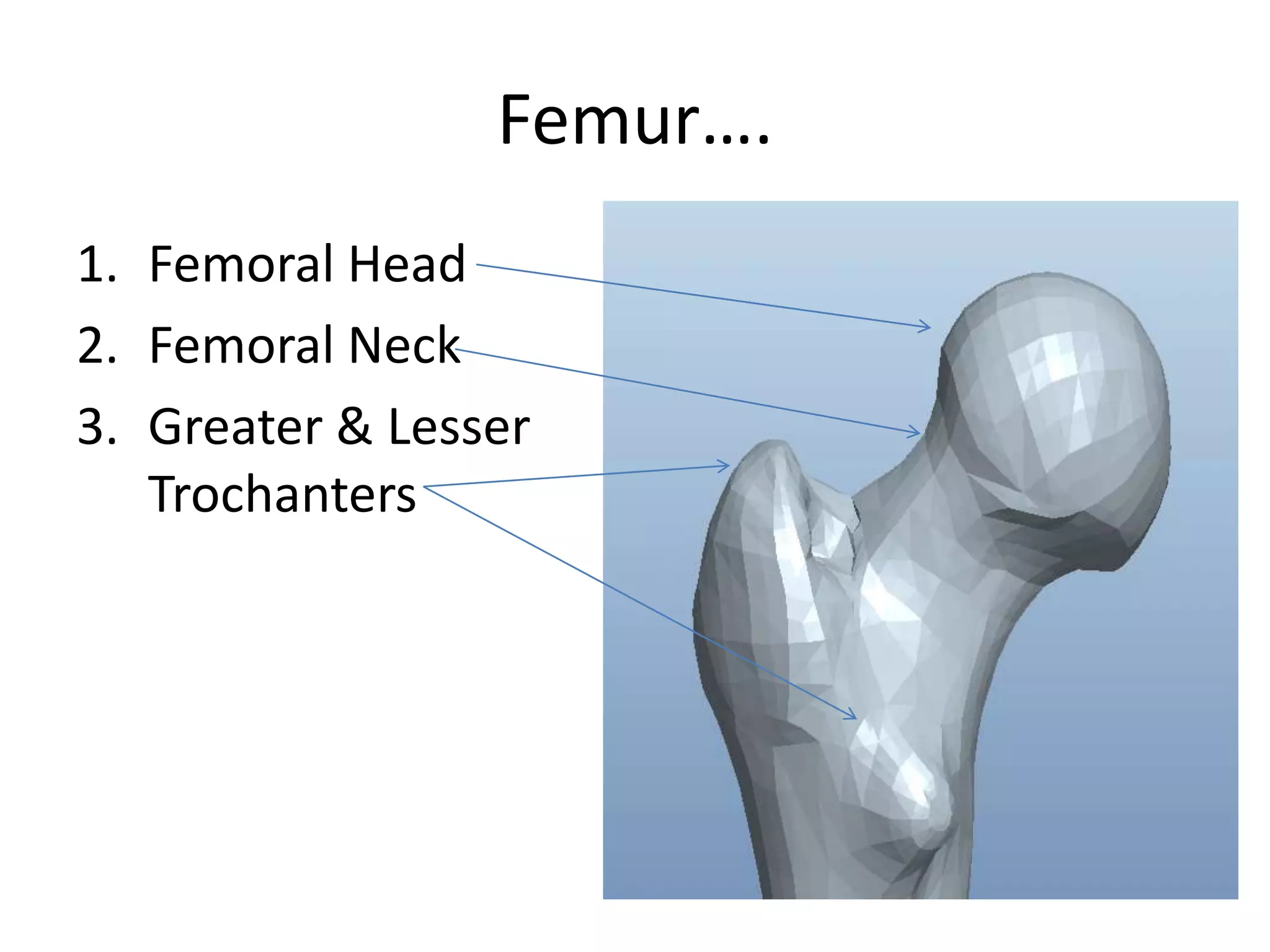 Femur….Femoral HeadFemoral NeckGreater & Lesser Trochanters