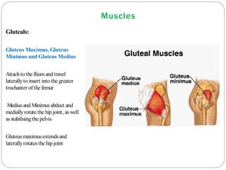 Muscles
Gluteals:
Gluteus Maximus, Gluteus
Minimus and Gluteus Medius
Attach to the Ilium and travel
laterallyto insert into the greater
trochanter of the femur
Medius and Minimus abduct and
mediallyrotate the hip joint, aswell
asstabilisingthe pelvis
Gluteusmaximusextendsand
laterallyrotatesthe hip joint
 