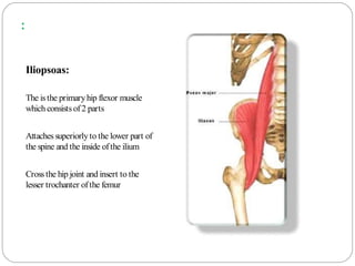 :
Iliopsoas:
The isthe primaryhip flexor muscle
which consists of2 parts
Attaches superiorlyto the lower part of
the spine and the inside ofthe ilium
Cross the hip joint and insert to the
lesser trochanter ofthe femur
 