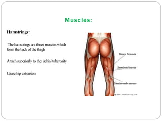 Muscles:
Hamstrings:
The hamstringsare three muscles which
form the back of the thigh
Attach superiorly to the ischial tuberosity
Cause hip extension
 