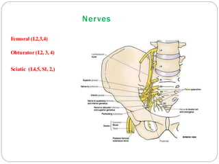 Nerves
Femoral (L2,3,4)
Obturator (L2, 3, 4)
Sciatic (L4,5, S1, 2,)
 