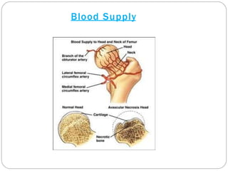 Blood Supply
 