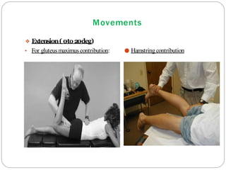 Movements
❖ Extension(0to20deg)
• For gluteusmaximus contribution:
•
● Hamstringcontribution
 