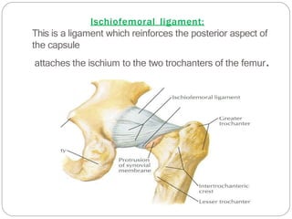 Ischiofemoral ligament:
This is a ligament which reinforces the posterior aspect of
the capsule
attaches the ischium to the two trochanters of the femur.
 