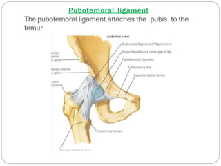 Pubofemoral ligament
The pubofemoral ligament attaches the pubis to the
femur
 