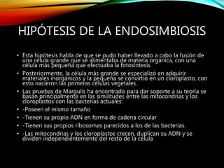 HIPÓTESIS DE LA ENDOSIMBIOSIS
• Esta hipótesis habla de que se pudo haber llevado a cabo la fusión de
una célula grande que se alimentaba de materia orgánica, con una
célula más pequeña que efectuaba la fotosíntesis.
• Posteriormente, la célula más grande se especializó en adquirir
materiales inorgánicos y la pequeña se convirtió en un cloroplasto, con
esto nacieron las primeras células vegetales.
• Las pruebas de Margulis ha encontrado para dar soporte a su teoría se
basan principalmente en las similitudes entre las mitocondrias y los
cloroplastos con las bacterias actuales:
• -Poseen el mismo tamaño
• -Tienen su propio ADN en forma de cadena circular
• -Tienen sus propios ribosomas parecidos a los de las bacterias.
• -Las mitocondrias y los cloroplastos crecen, duplican su ADN y se
dividen independientemente del resto de la célula
 