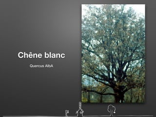 Chêne blanc
Quercus AlbA
 
