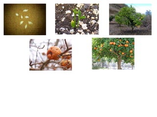 La germinacion del arbol de naranja