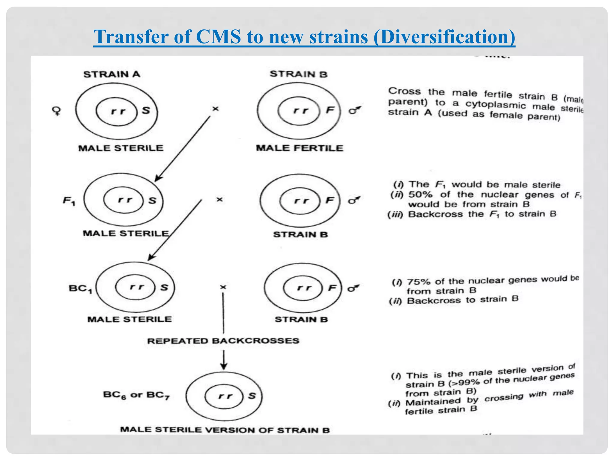Transfer of CMS to new strains (Diversification)
 