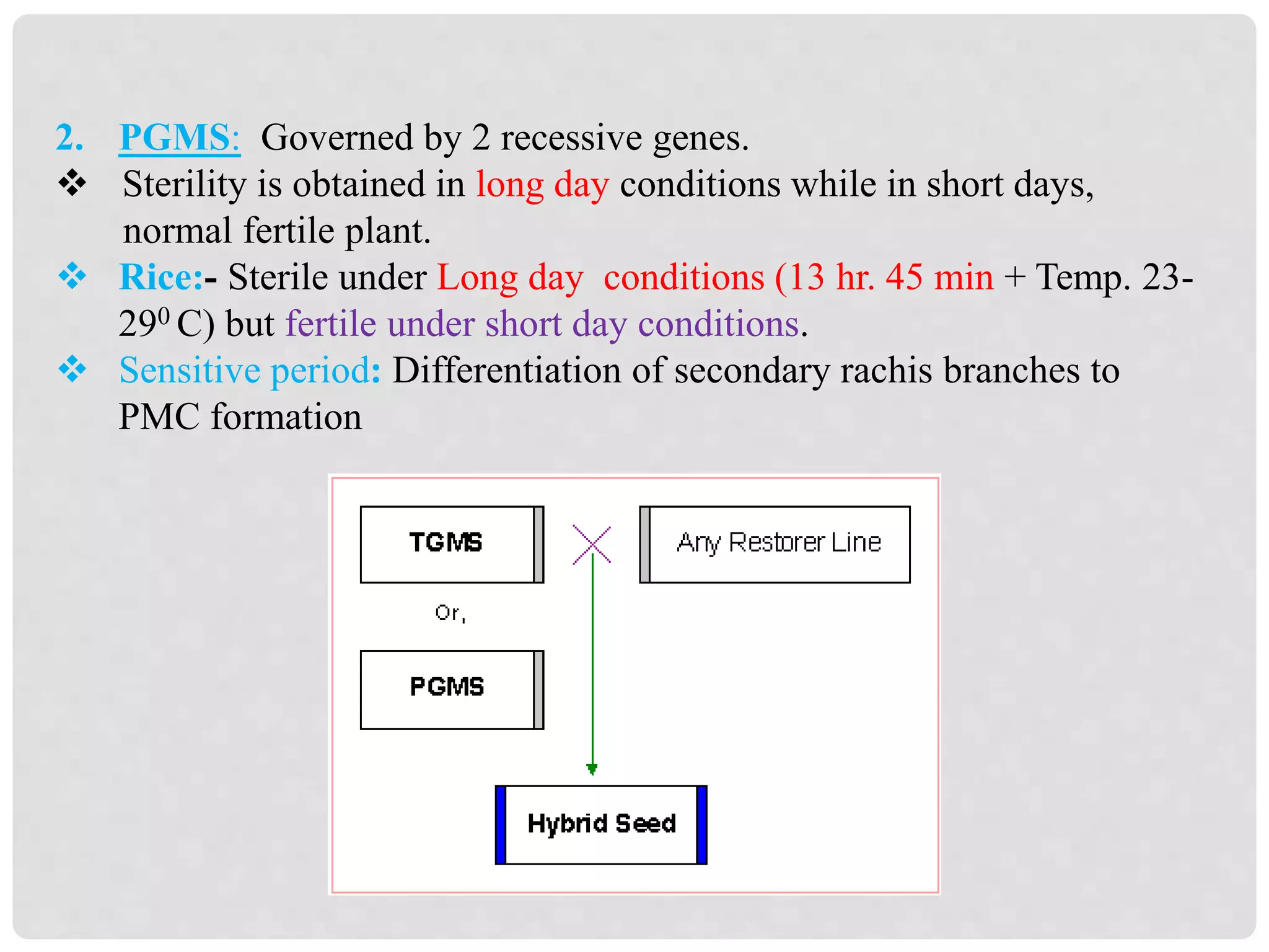 2. PGMS: Governed by 2 recessive genes.
 Sterility is obtained in long day conditions while in short days,
normal fertile plant.
 Rice:- Sterile under Long day conditions (13 hr. 45 min + Temp. 23-
290 C) but fertile under short day conditions.
 Sensitive period: Differentiation of secondary rachis branches to
PMC formation
 