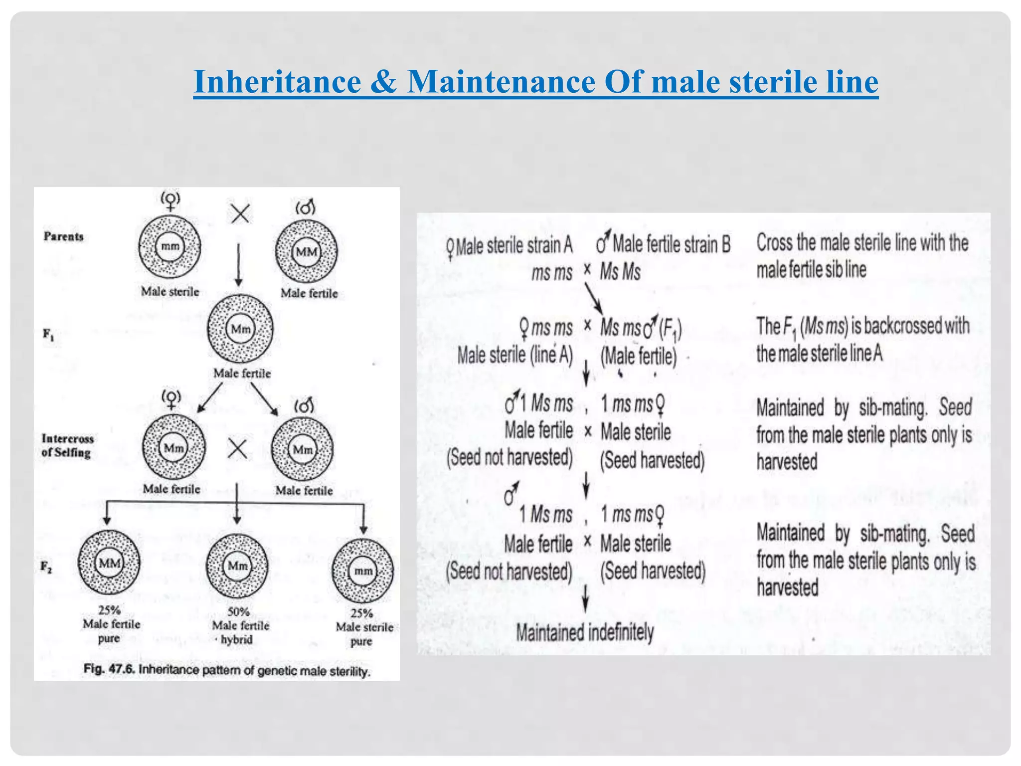 Inheritance & Maintenance Of male sterile line
 